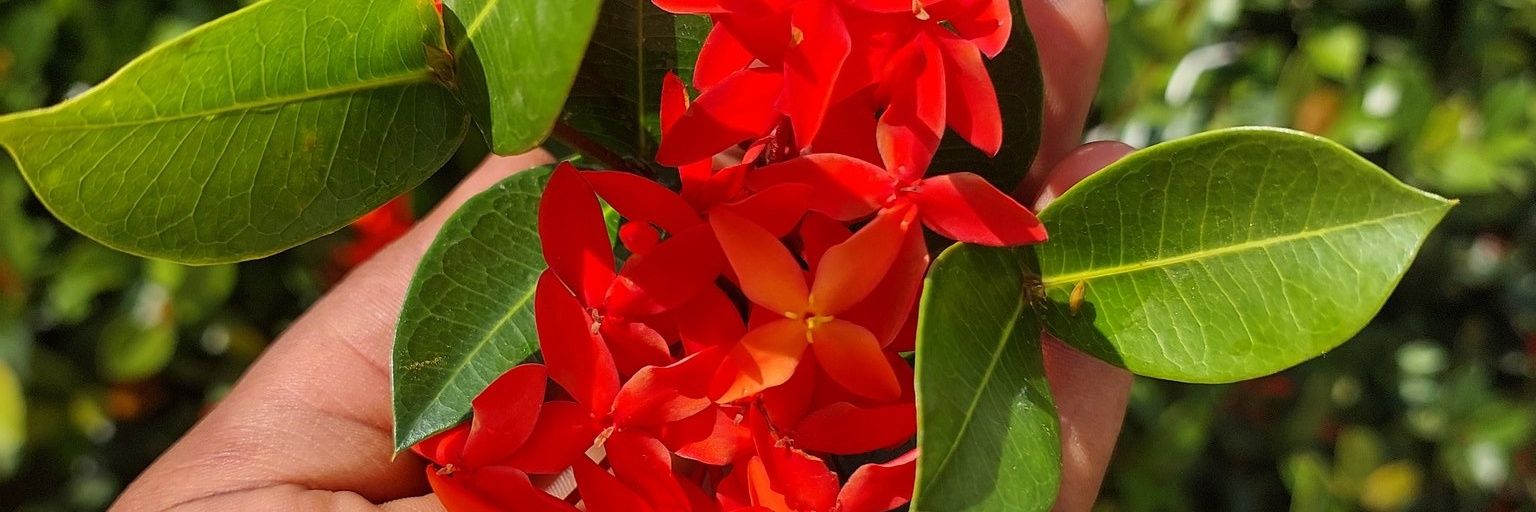 💐🪴Yote Maisha Mpenzi wangu🪴💐 banner