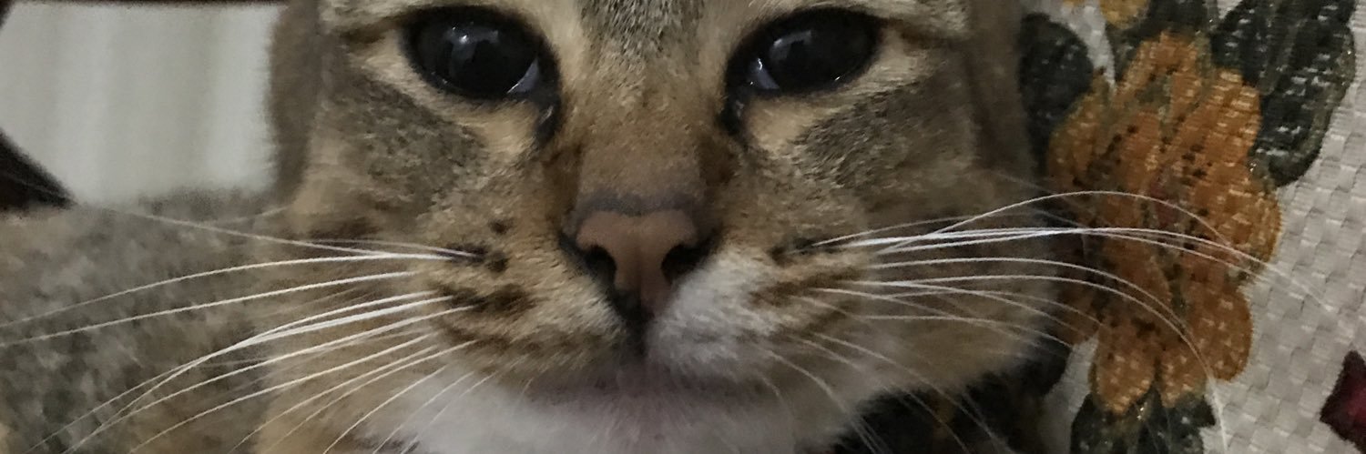 lutfisuryawan's profile banner image