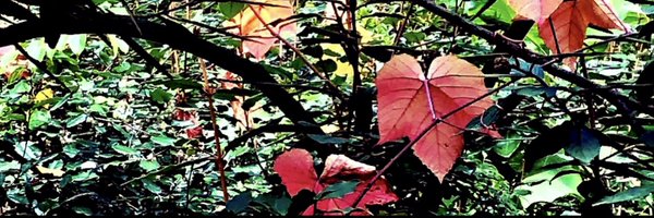 Alee_QuietLens4 Profile Banner