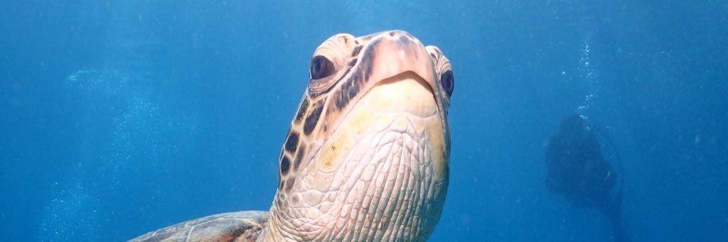 midsummerdiving's profile banner image
