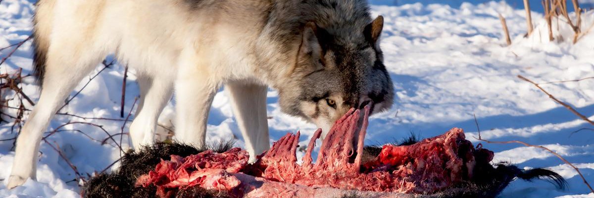 A Lone Wolf banner