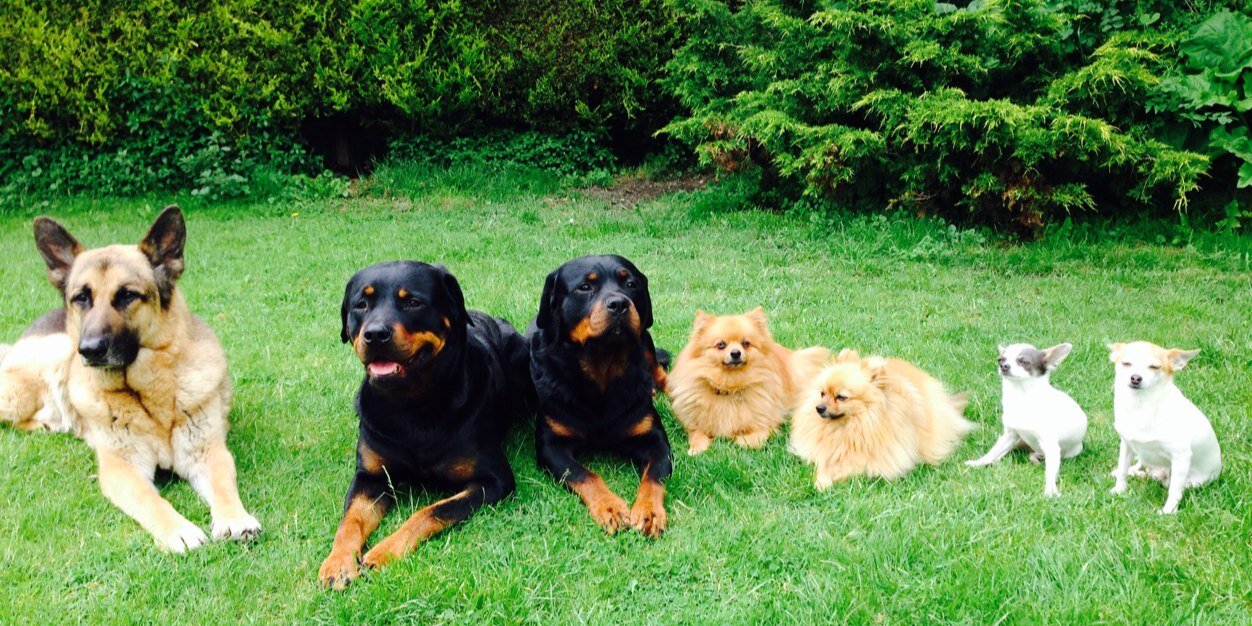 LondonDogCo's profile banner image