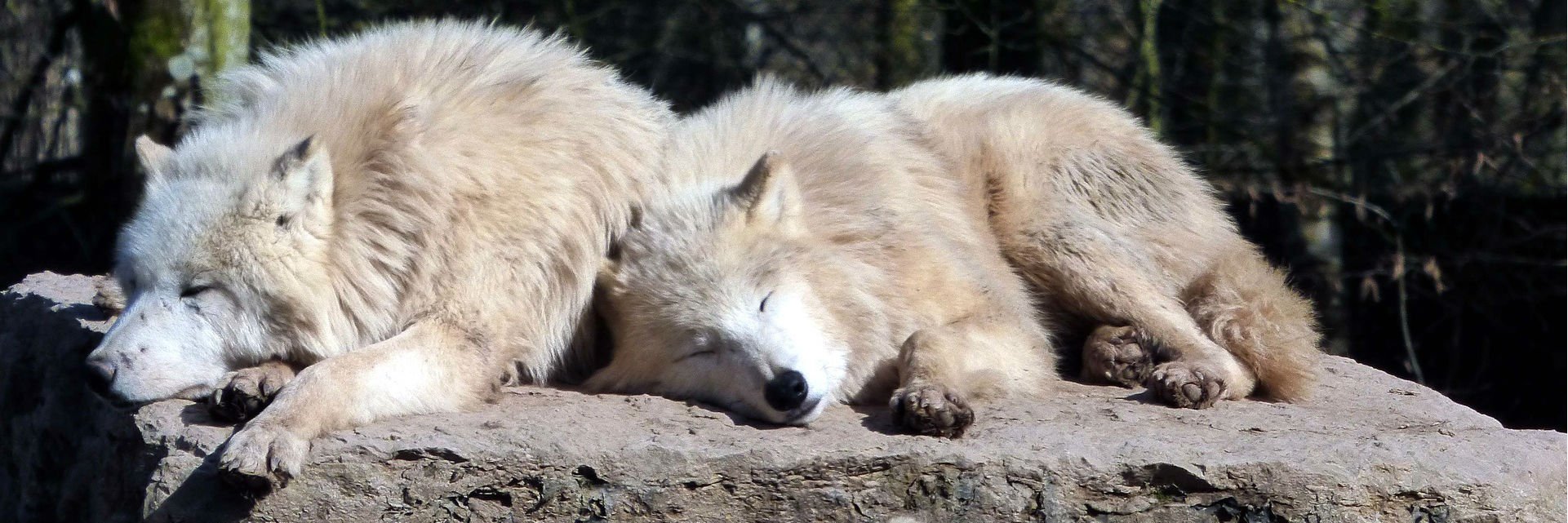 Kel Mansfield banner