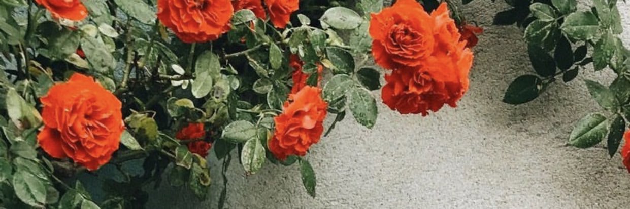 lilzoecoleman's profile banner image