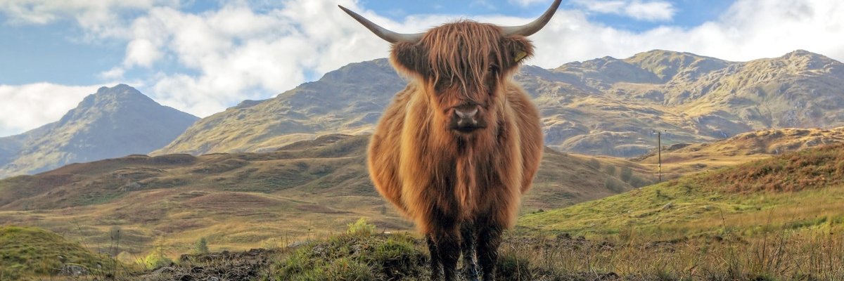Just_Clive's profile banner image