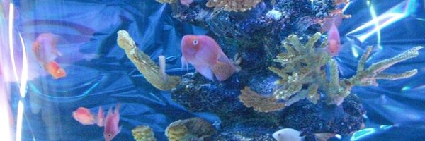 rapinyaru Profile Banner