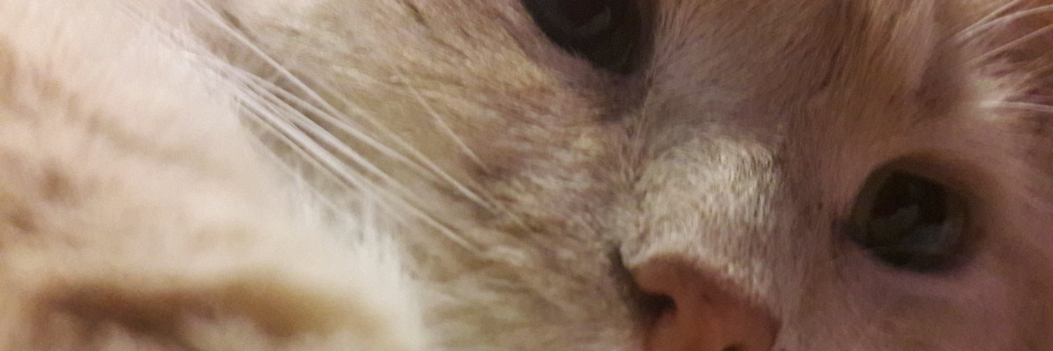 IE CHILE 22% ¡¡¡SOY BOTS, LLOREN ZURDOS QLOS banner