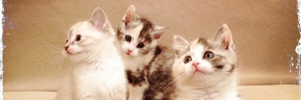 pinot1996 Profile Banner