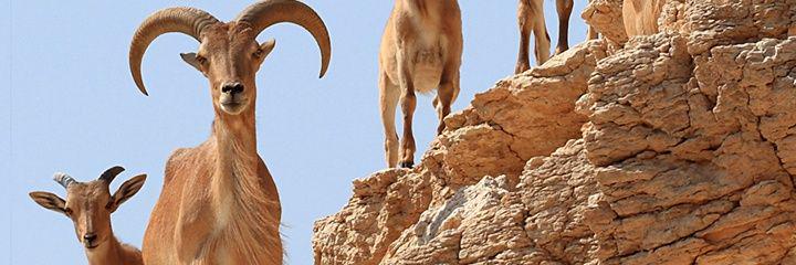 QHLashari's profile banner image