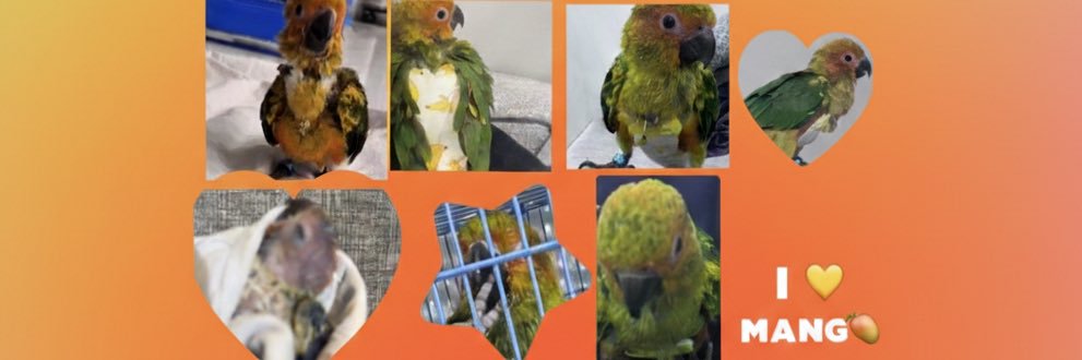 🥭(🐎🦜)BW🐦‍🔥 banner