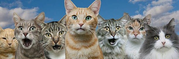 BlueCat's banner