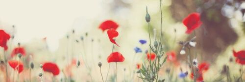 Frida Requejo banner