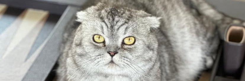 HolyXtrinity$€¥🦉 banner