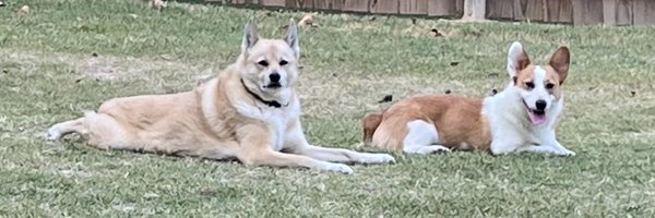 BauertheCorgi Profile Banner