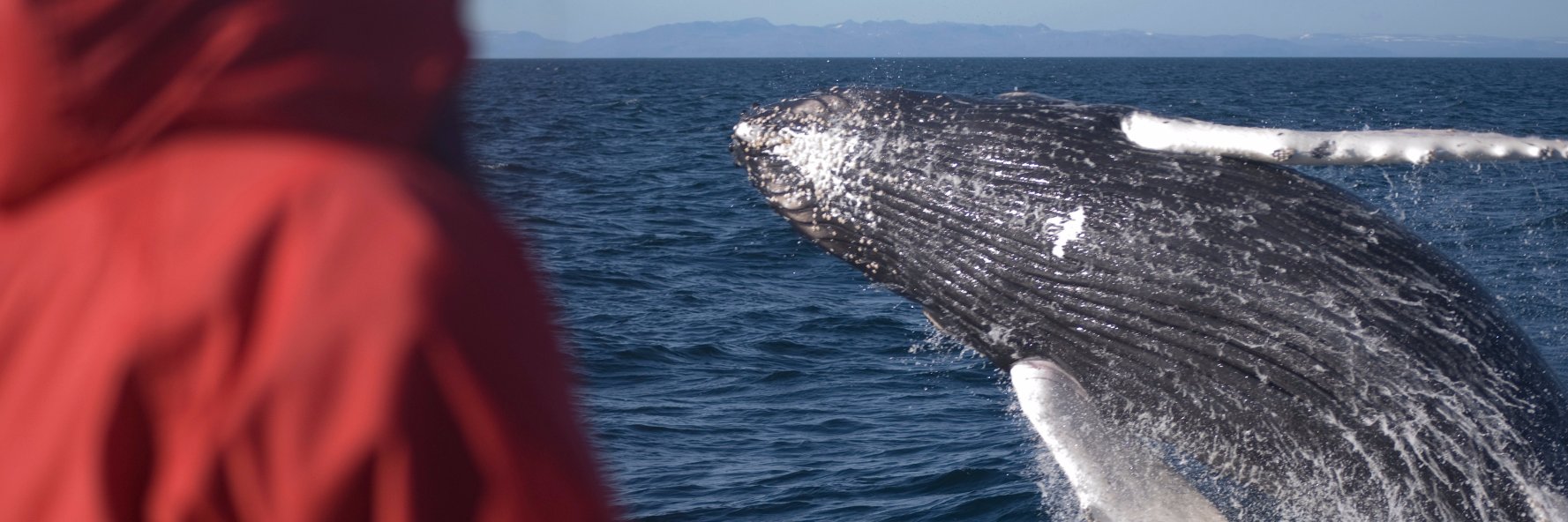 eldingwhale's profile banner image