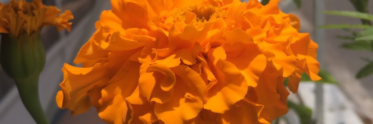 jillanderso's profile banner image