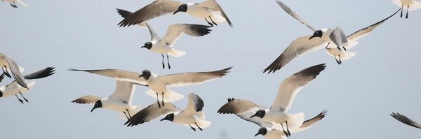 spittywill Profile Banner