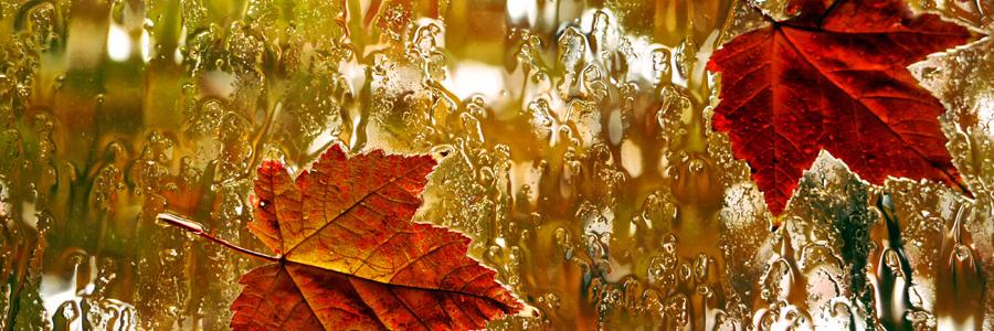 carrie macabre banner