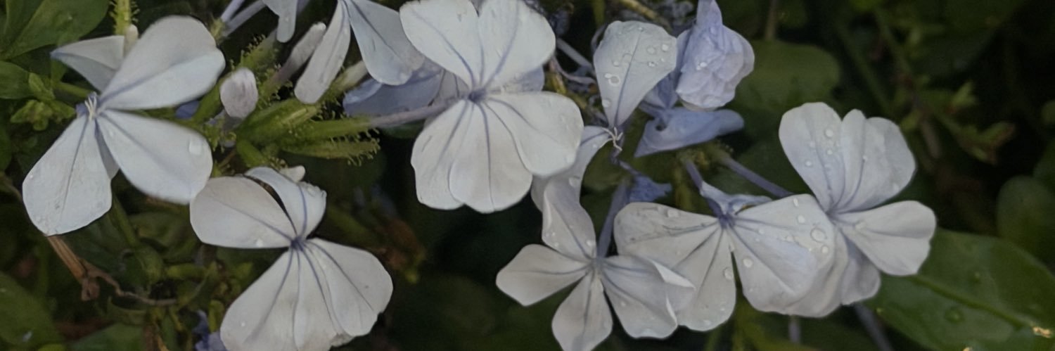 anampb_'s profile banner image