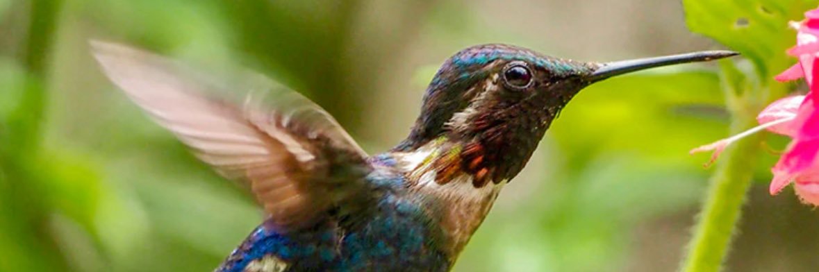 Yoel Korenfeld banner