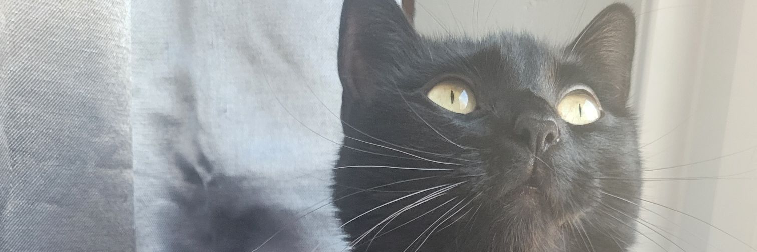 ariiseal's profile banner image