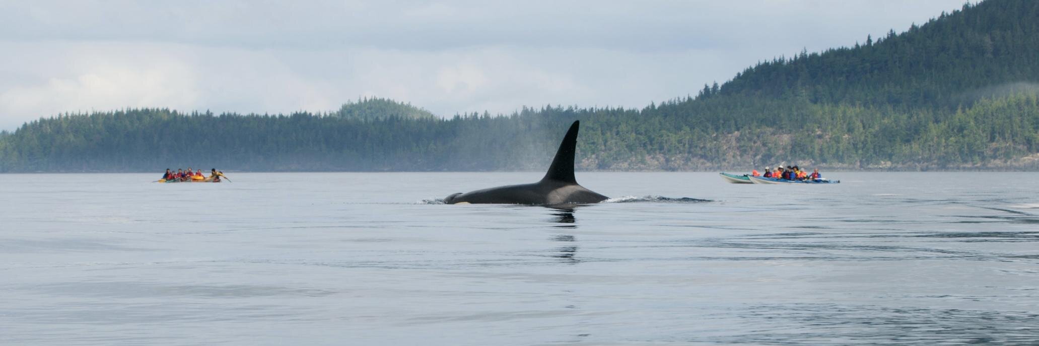 NorthShoreNewsPulse banner
