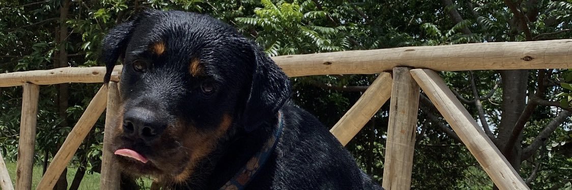 danisuares's profile banner image