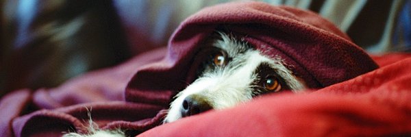 Richard_Alonzo Profile Banner