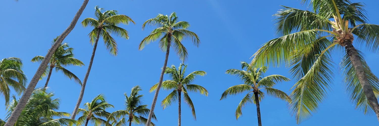 Maryann Moschides banner