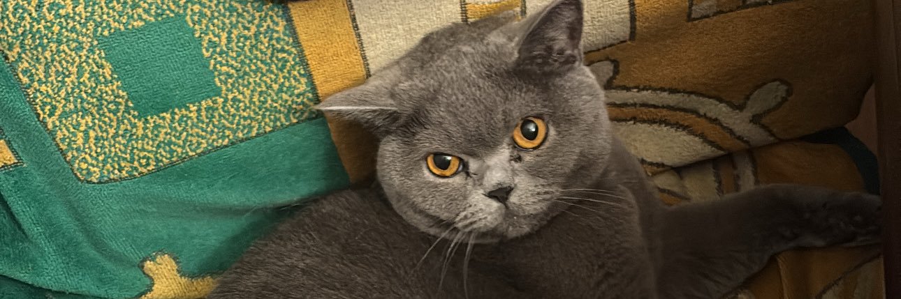 furcanozcan's profile banner image
