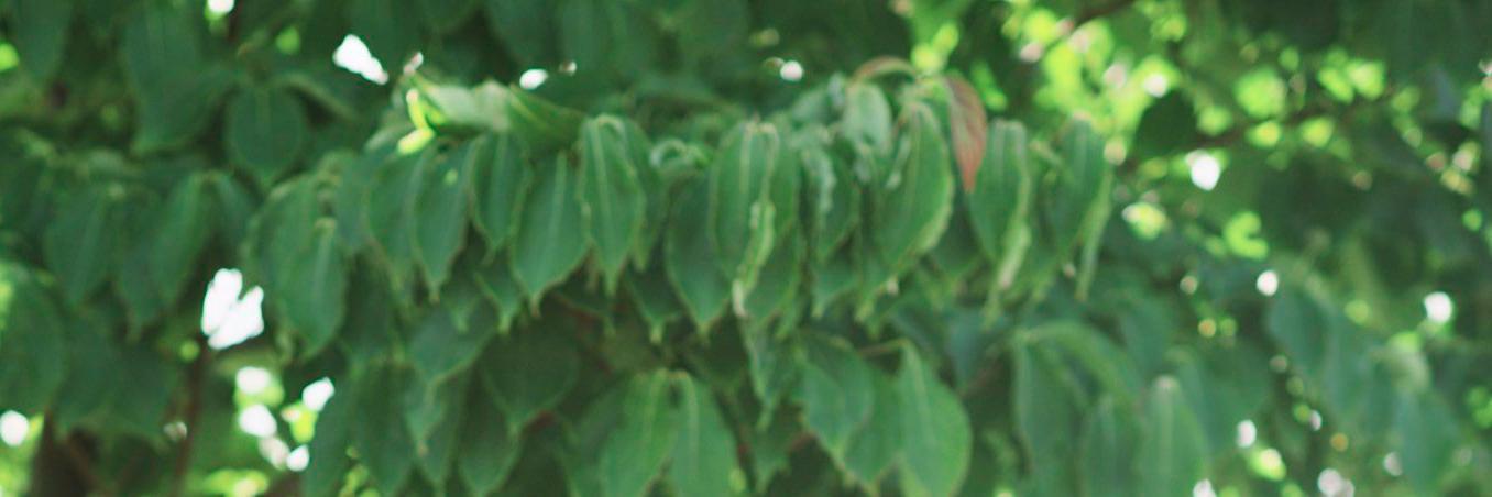 mspec's profile banner image