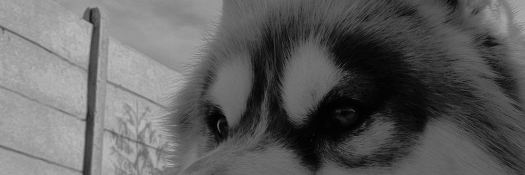 WolfT666's profile banner image