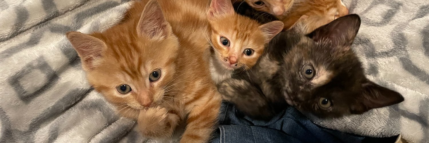 hhforcats's profile banner image