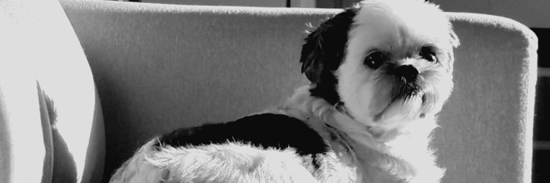 anapaulaboz's profile banner image