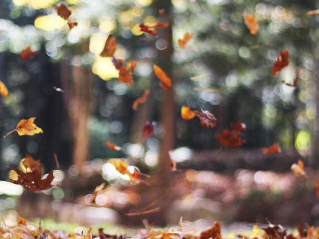 Otto Daniel banner