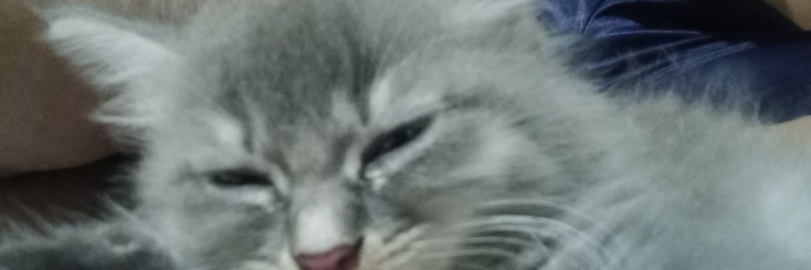 Kucing Garong banner