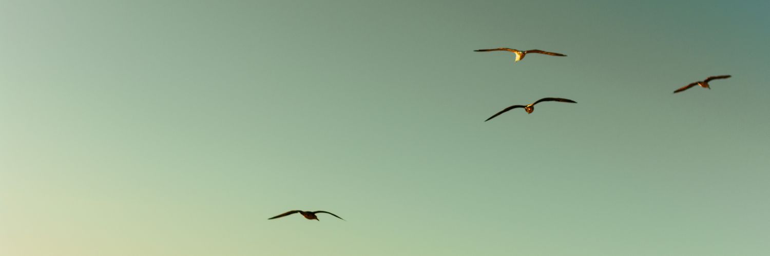 Little_Nichols's profile banner image