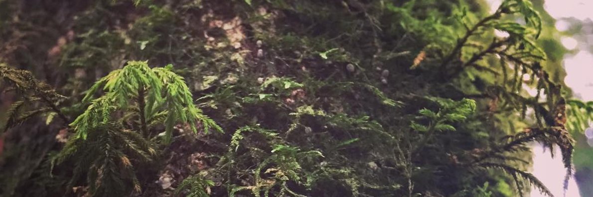 Nicole Neditch banner