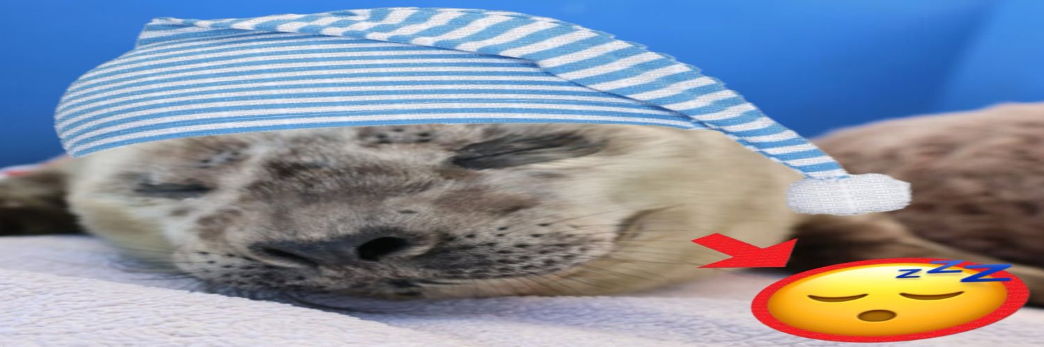 mikotoomf's profile banner image