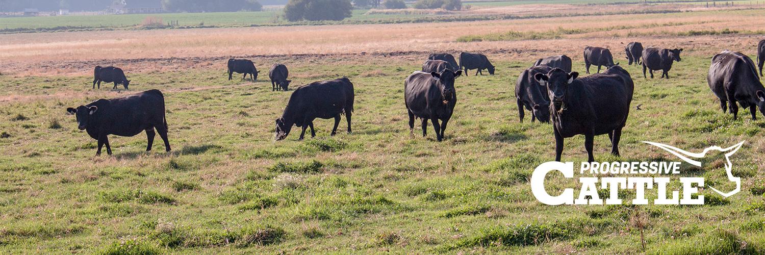 Progressive Cattle banner