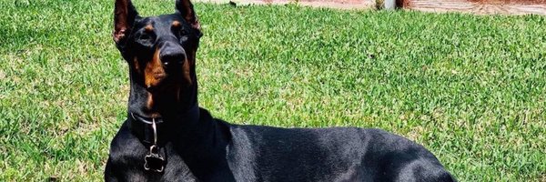 DesP973589 Profile Banner