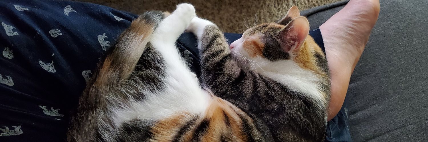 ThePurringK1tty's profile banner image