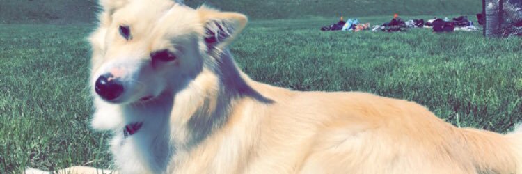 kelsiasch's profile banner image