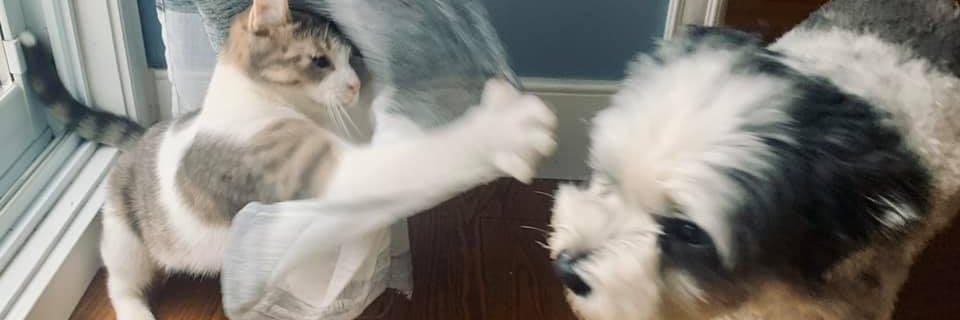 Michael Diamond banner