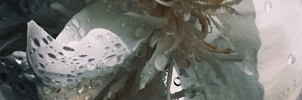 WatchThatX Profile Banner