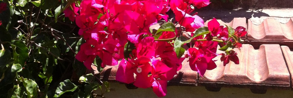 Jollyrose banner
