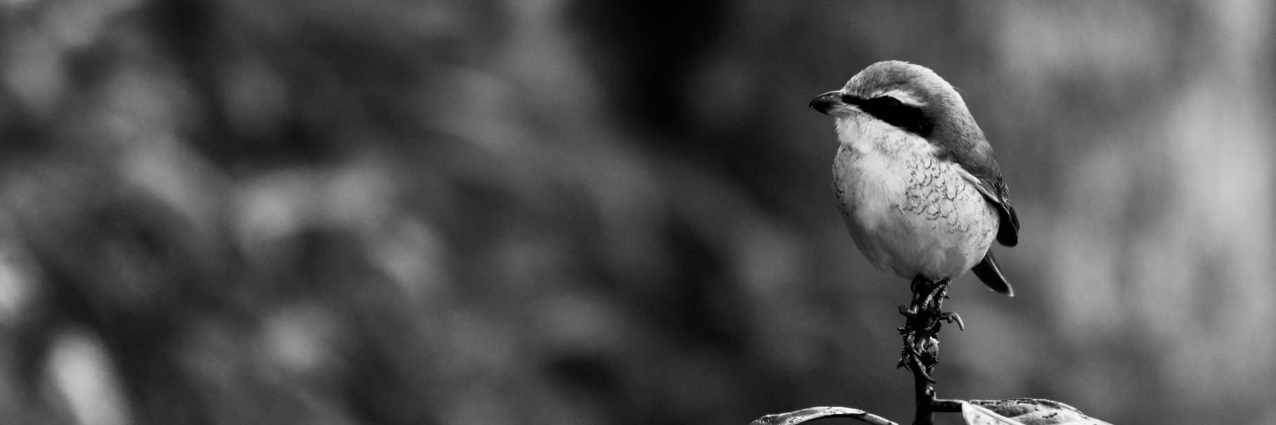 indi00's profile banner image