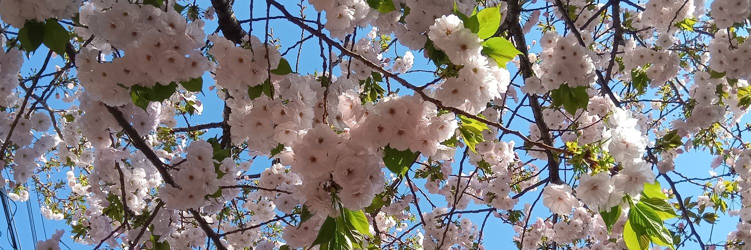 吉田🌸 banner