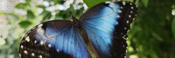 LondonButterfly Profile Banner