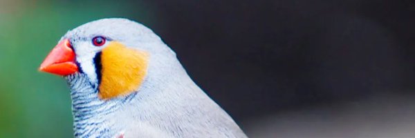screamingbird54 Profile Banner